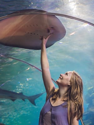 Shop Online Dubai Aquarium & Underwater Zoo – Ray Encounter – Experiences Dubai Masala