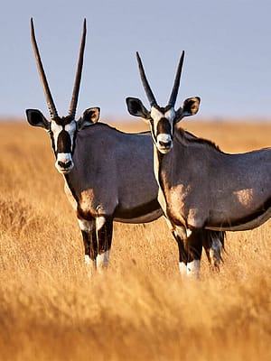 Shop Online Dubai Safari Park – Experiences Dubai Masala