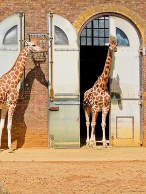 Shop Online London Zoo: Entry Ticket – Recently Added Experiences Dubai Masala