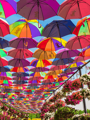Shop Online Dubai Miracle Garden – Gardens & parks Dubai Masala