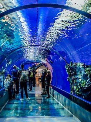 Shop Online Istanbul Aquarium Ticket & Shuttle – Experiences Dubai Masala