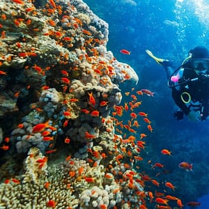 Shop Online Diving Experience in Khasab – Outdoor Attractions Dubai Masala 5