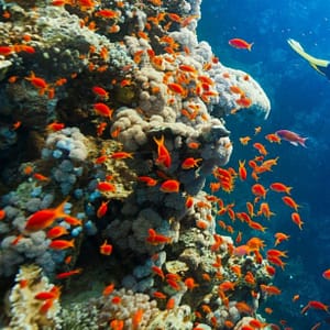 Shop Online Diving Experience in Khasab – Outdoor Attractions Dubai Masala 6
