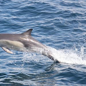 Shop Online Dolphins Watching & Snorkeling – Sightseeing and Tours Dubai Masala 6