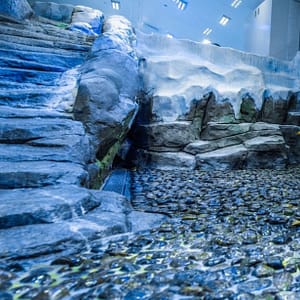 Shop Online Dubai Aquarium & Underwater Zoo – Penguin Encounter – Experiences Dubai Masala 6
