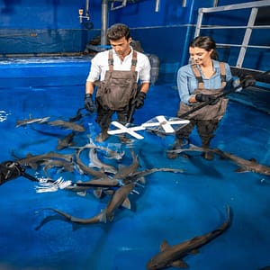 Shop Online Dubai Aquarium & Underwater Zoo – Shark Trainer Encounter – Experiences Dubai Masala 5