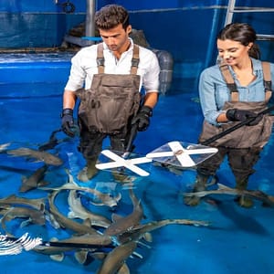 Shop Online Dubai Aquarium & Underwater Zoo – Shark Trainer Encounter – Experiences Dubai Masala 6