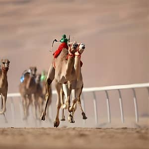 Shop Online Dubai Royal Camel Race with Prime Seats & Short Camel Ride at Dubai royal Camel Racing Club, Dubai, United Arab Emirates Dubai Masala 5