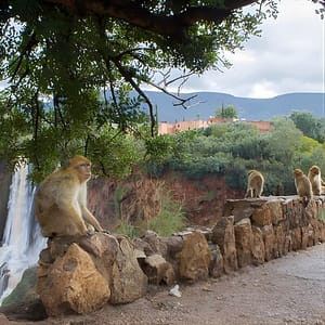 Shop Online From Marrakech: Day trip to Ouzoud waterfalls and boat tour at Marrakesh, Marrakesh, Morocco Dubai Masala 5