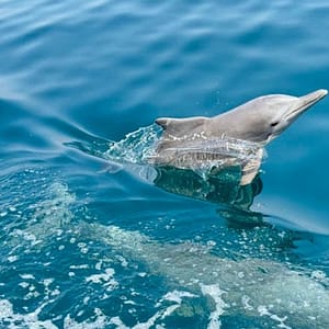 Shop Online Full Day Dhow Cruise With Lunch – Must-see attractions Dubai Masala 5