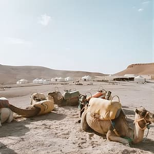 Shop Online Half Day Camel Ride Agafay with Pickup at Hôtel Tazi, Marrakesh, Morocco Dubai Masala 5