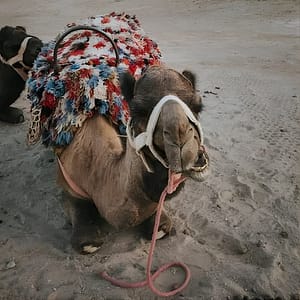 Shop Online Half day in Agafay desert with Camel ride, Quad biking and dinner nomad tent at Marrakesh, Marrakesh, Morocco Dubai Masala 5