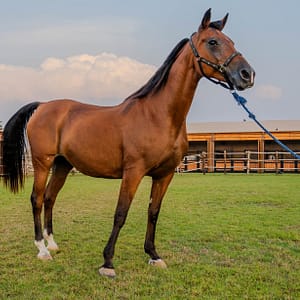 Shop Online Horse Riding at Al Marmoom Oasis With Transfer – Desert safaris Dubai Masala 6
