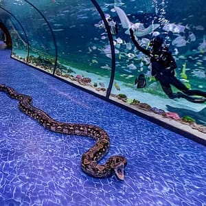 Shop Online National Aquarium All Access Pass at The National Aquarium Abu Dhabi, Abu Dhabi, United Arab Emirates Dubai Masala 5