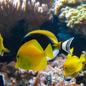Shop Online SEA LIFE London Aquarium – Entry Ticket – Top-Rated Attractions Dubai Masala 6