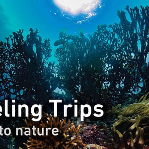 Shop Online Snorkeling Daily Trips in Jeddah – Attractions Special Offers Dubai Masala 6