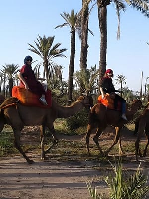 Shop Online Camel ride at sunset in Marrakech palm grove at Marrakesh, Marrakesh, Morocco Dubai Masala