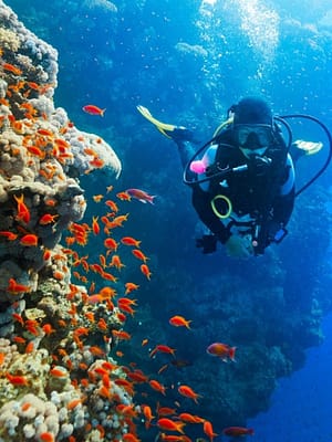 Shop Online Diving Experience in Khasab – Outdoor Attractions Dubai Masala
