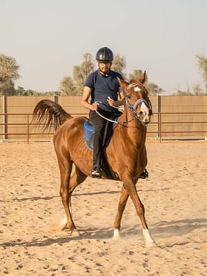 Shop Online Horse Riding At Mleiha Arena – Sports Events Dubai Masala