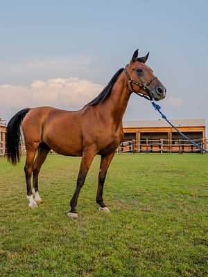 Shop Online Horse Riding at Al Marmoom Oasis With Transfer – Desert safaris Dubai Masala