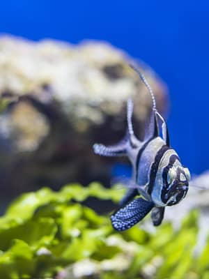 Shop Online SEA LIFE Manchester Entry Ticket – Theme Parks Dubai Masala