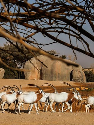 Shop Online Al Ain Zoo Tickets – Experiences Dubai Masala