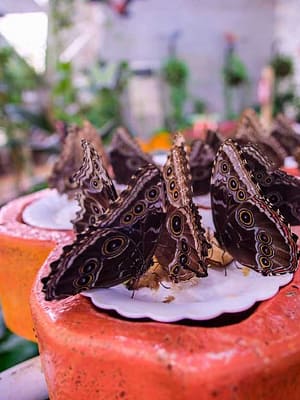 Shop Online Butterfly Garden – Must-see attractions Dubai Masala