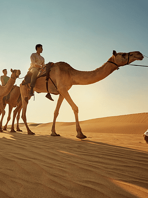 Shop Online Camel Trekking Experience In Abu Dhabi With Transfers In Land Cruiser – Top-Rated Attractions Dubai Masala