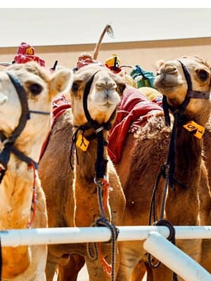 Shop Online Camelicious Dubai – Must-see attractions Dubai Masala
