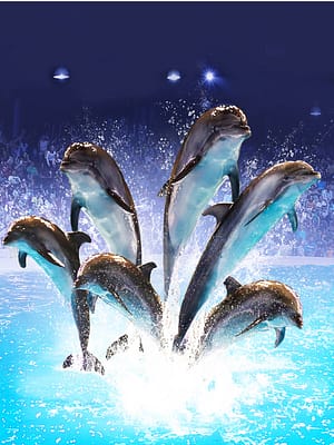 Shop Online Dolphin & Seal Show – Dubai Dolphinarium – Must-see attractions Dubai Masala