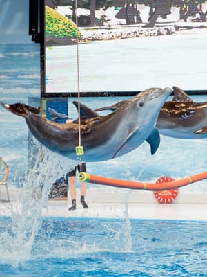 Shop Online Dolphin & Seal Show – Dubai Dolphinarium + The Green Planet Dubai – Combo – Must-see attractions Dubai Masala