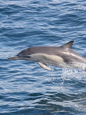 Shop Online Dolphins Watching – Sightseeing and Tours Dubai Masala