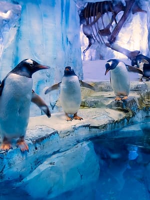 Shop Online Dubai Aquarium & Underwater Zoo – All Access Pass – Experiences Dubai Masala