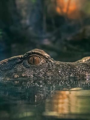 Shop Online Dubai Aquarium & Underwater Zoo – King Crock Encounter – Experiences Dubai Masala