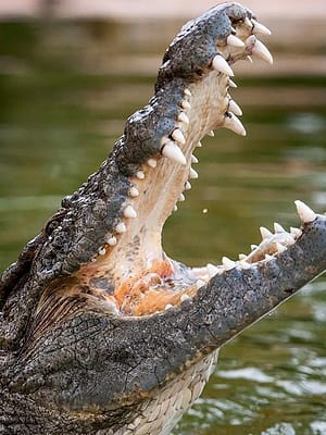 Shop Online Dubai Crocodile Park – Must-see attractions Dubai Masala