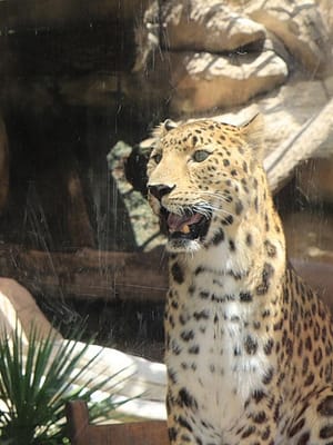 Shop Online Emirates Park Zoo – Experiences Dubai Masala
