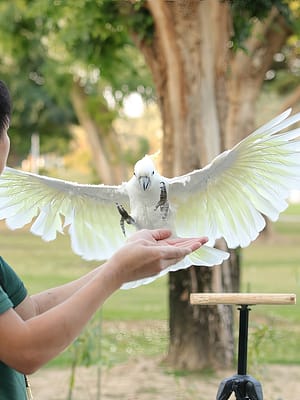 Shop Online Exotic Bird Show – Dubai Dolphinarium – Dubai Dolphinarium Dubai Masala