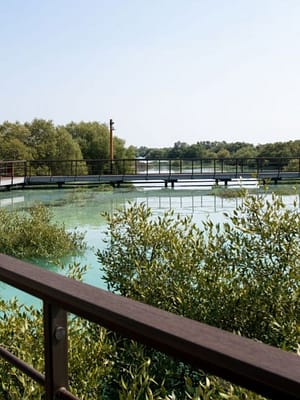 Shop Online Jubail Mangrove Park – Boardwalk Experience – Recently Added Experiences Dubai Masala