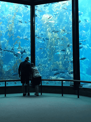Shop Online Oman Aquarium – Experiences Dubai Masala