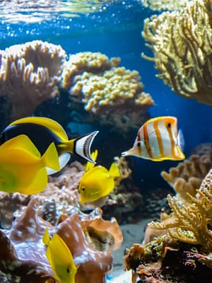 Shop Online SEA LIFE London Aquarium – Entry Ticket – Top-Rated Attractions Dubai Masala