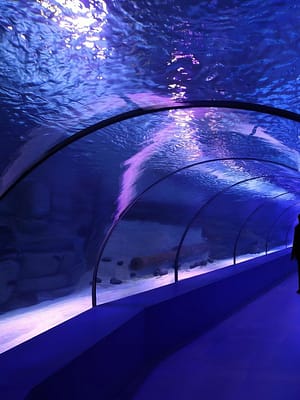 Shop Online SEA LIFE London Aquarium – Same day Ticket – Top-Rated Attractions Dubai Masala