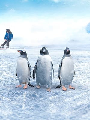 Shop Online Ski Egypt – Indoor Attractions Dubai Masala
