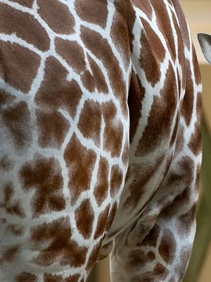 Shop Online ARTIS Amsterdam Royal Zoo: Entry Ticket – Recently Added Experiences Dubai Masala