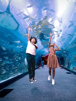 Shop Online Dubai Aquarium & Underwater Zoo – Penguin Cove & Nursery Experience – Experiences Dubai Masala