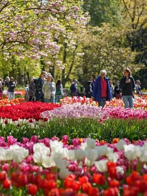 Shop Online Keukenhof Gardens with transport – Recently Added Experiences Dubai Masala