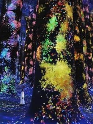 Shop Online TeamLab Phenomena + Qasr Al Watan – Combo – Recently Added Experiences Dubai Masala