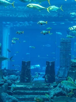 Dubai Masala Dubai's Desi Masala News, Gossips, Photos, Party Pics, Events and more 3 Day Hop On Hop Off Ticket with Aquaventure Super Pass and Dhow Cruise – Must-see attractions Shop Online 3 Day Hop On Hop Off Ticket with Aquaventure Super Pass and Dhow Cruise – Must-see attractions Dubai Masala