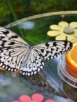 Dubai Masala Dubai's Desi Masala News, Gossips, Photos, Party Pics, Events and more Dubai Butterfly Garden: Entry Ticket at Dubai Butterfly Garden, Dubai, United Arab Emirates Shop Online Dubai Butterfly Garden: Entry Ticket at Dubai Butterfly Garden, Dubai, United Arab Emirates Dubai Masala