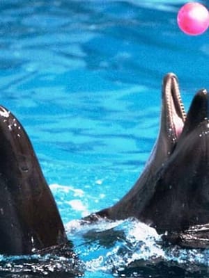 Dubai Masala Dubai's Desi Masala News, Gossips, Photos, Party Pics, Events and more Dubai Dolphinarium: Dolphin & Seal Show at Dubai Dolphinarium, Dubai, United Arab Emirates Shop Online Dubai Dolphinarium: Dolphin & Seal Show at Dubai Dolphinarium, Dubai, United Arab Emirates Dubai Masala