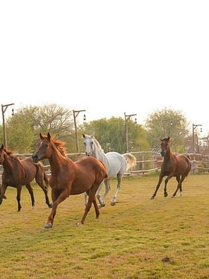 Dubai Masala Dubai's Desi Masala News, Gossips, Photos, Party Pics, Events and more Horse Riding with Open Buffet Dinner & Shows – Desert safaris Shop Online Horse Riding with Open Buffet Dinner & Shows – Desert safaris Dubai Masala